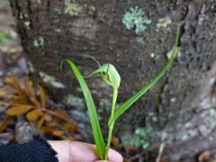 Pterostylis agathicola