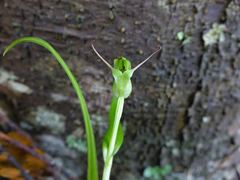 Pterostylis agathicola