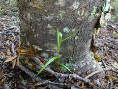 Pterostylis agathicola