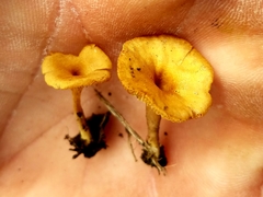 Crepidotus subfulviceps