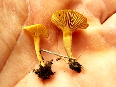Crepidotus subfulviceps
