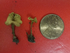 Crepidotus subfulviceps