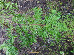 Libocedrus plumosa