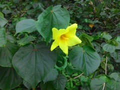 Hibiscus tiliaceus pernambucensis