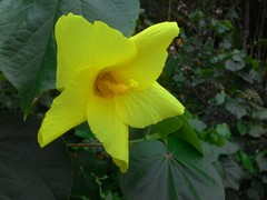 Hibiscus tiliaceus pernambucensis