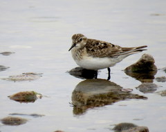 Calidris bairdii