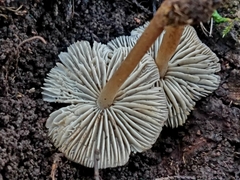 Mycopan scabripes