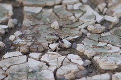 Erythrodiplax attenuata