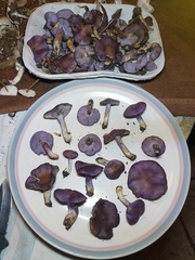 Asproinocybe
