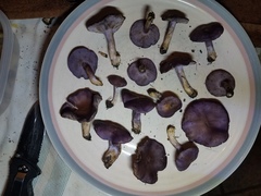 Asproinocybe