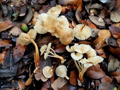 Marasmius wynneae