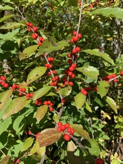 Ilex verticillata