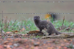 Herpestes pulverulentus