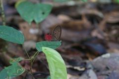 Cithaerias cliftoni