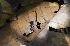Rhinella margaritifera