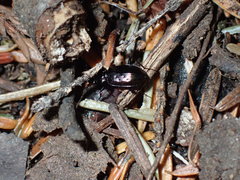 Loricera