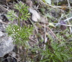 Daucus glochidiatus
