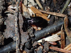Loricera