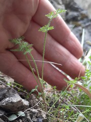 Daucus glochidiatus