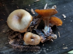 Singerocybe