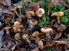 Singerocybe