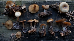 Singerocybe