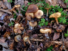 Singerocybe
