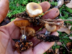 Singerocybe