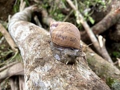 Porphyrobaphe iostoma