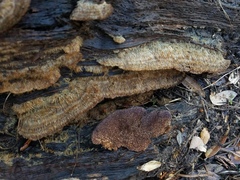 Trichaptum perrottetii