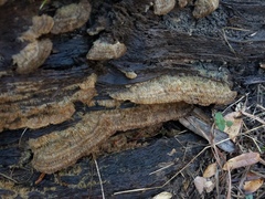 Trichaptum perrottetii