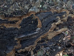 Trichaptum perrottetii