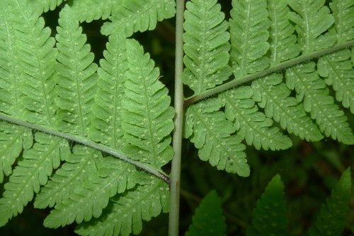 Macrothelypteris torresiana