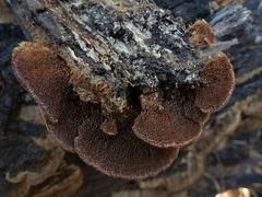 Trichaptum perrottetii