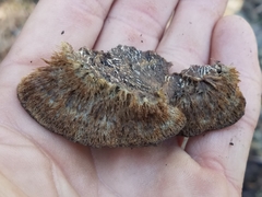 Trichaptum perrottetii