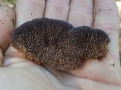 Trichaptum perrottetii