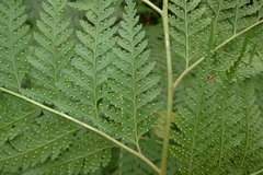 Calochlaena straminea