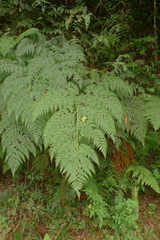 Calochlaena straminea