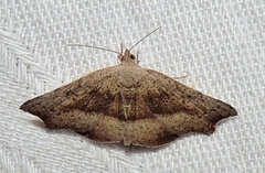 Laspeyria concavata
