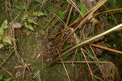 Calochlaena straminea