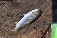 Seriphus politus