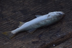Seriphus politus