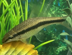 Crossocheilus oblongus
