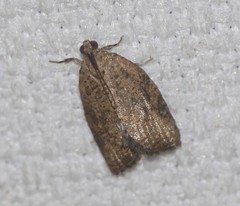 Meritastis ursina