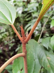 Miconia astroplocama