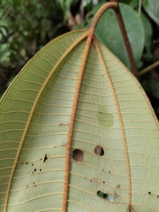 Miconia astroplocama