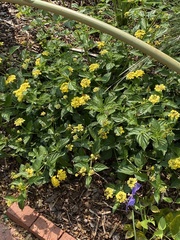 Lantana