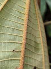 Miconia astroplocama