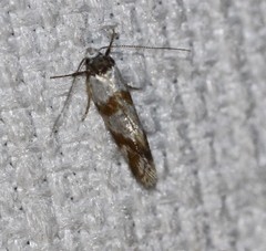 Isomoralla gephyrota