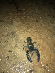 Euastacus guwinus